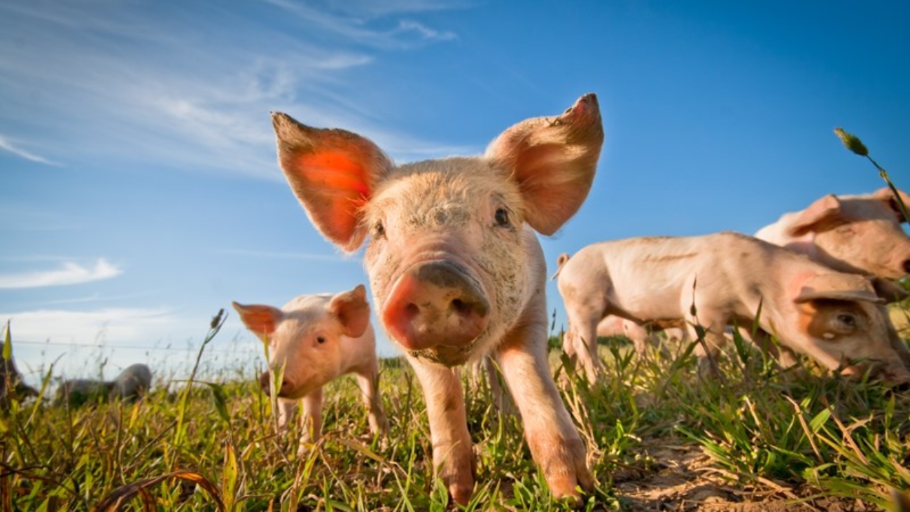 Geen voorziening voor toekomstige bedrijfsvoortzetting