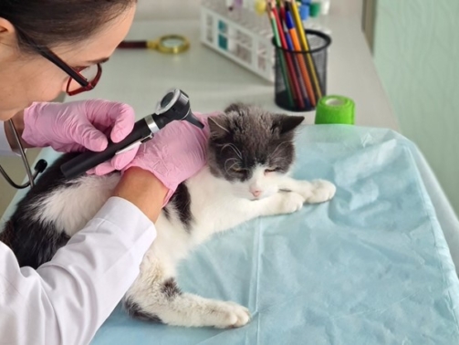 Bod op onderneming bepaalt waarde bij inbreng