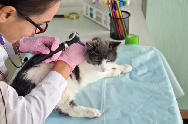 Bod op onderneming bepaalt waarde bij inbreng